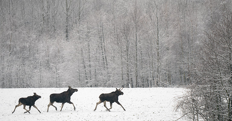 Moose-Banner-HP-Mobile