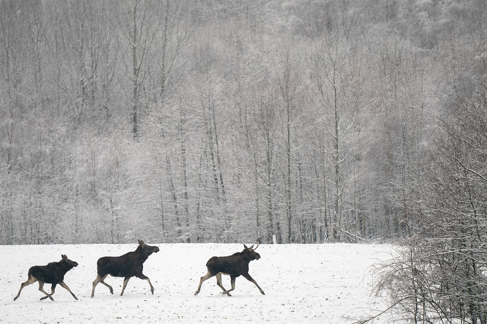 Moose-Banner-HP-Tablet