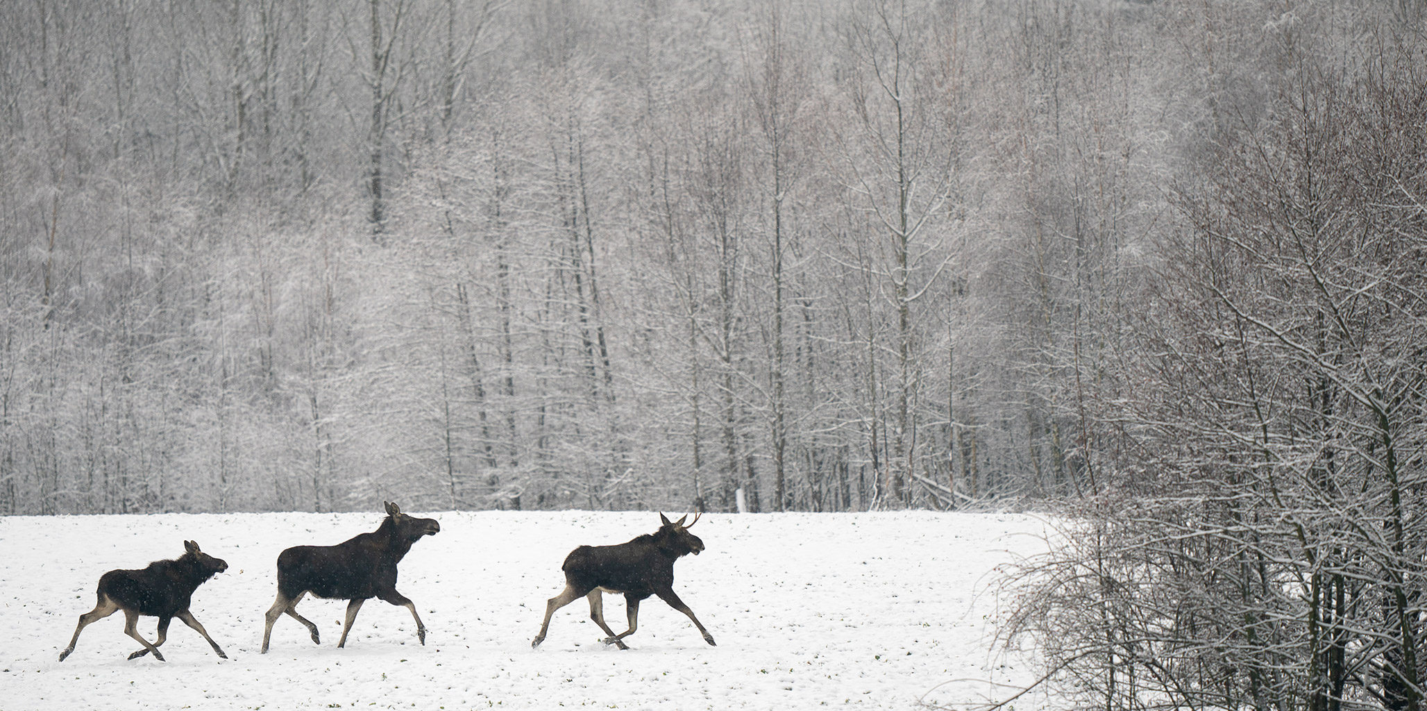 Moose-Banner-HP